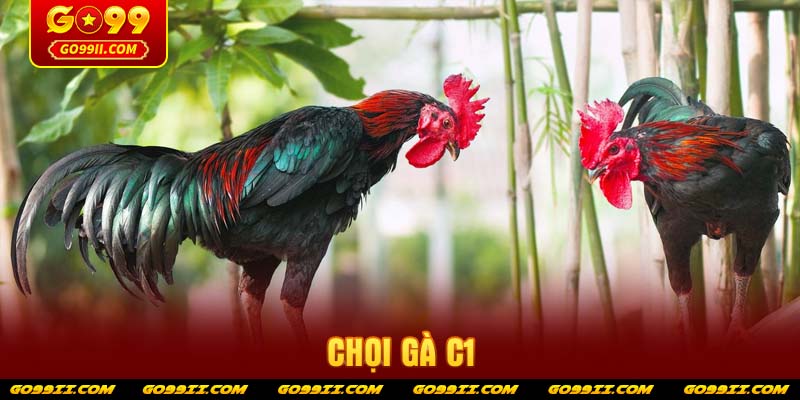 choi-ga-c1